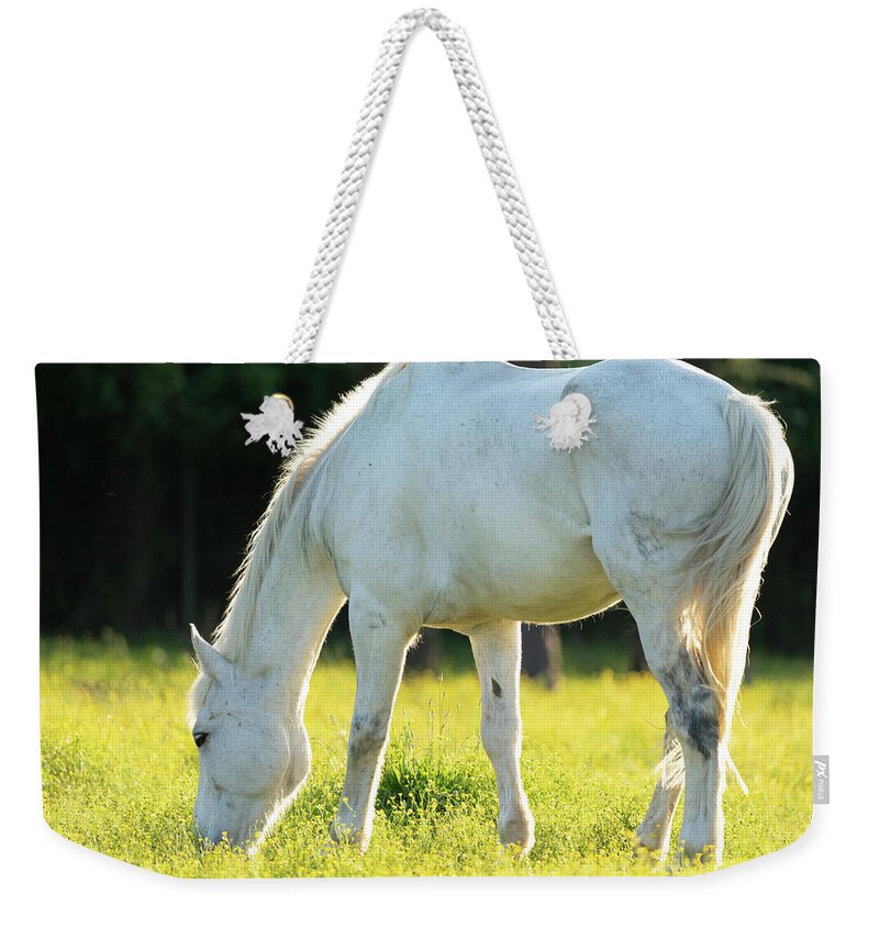 Horse Weekender Tote Bag featuring the photograph Grazing Horse at Sunset by Rachel Morrison