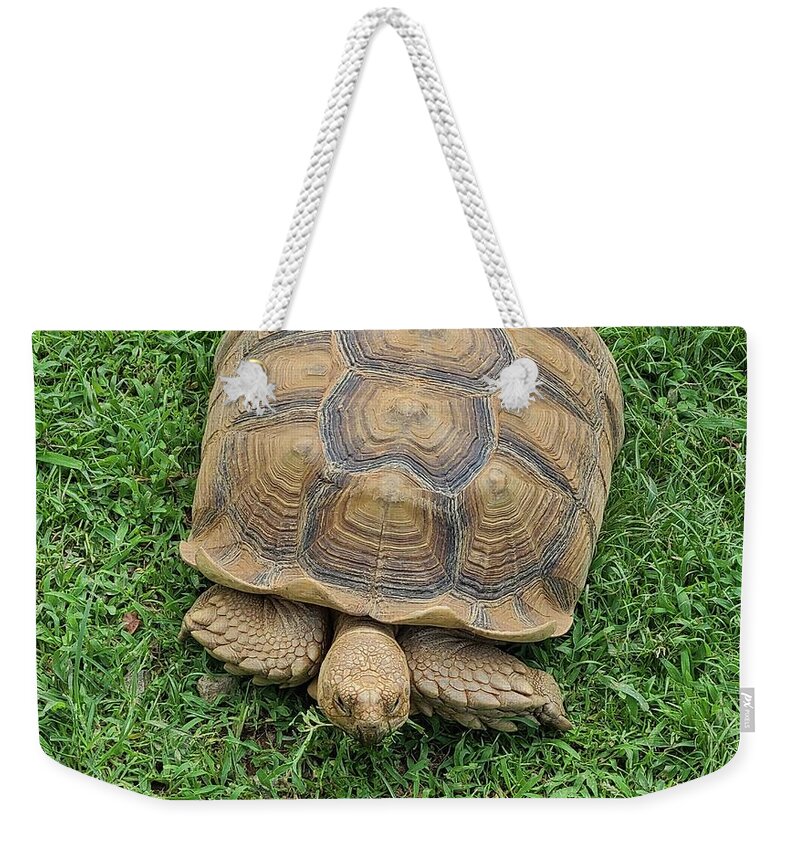Tortoise Turtle Grass Weekender Tote Bag featuring the photograph Grazing Tortoise by Elena Pratt