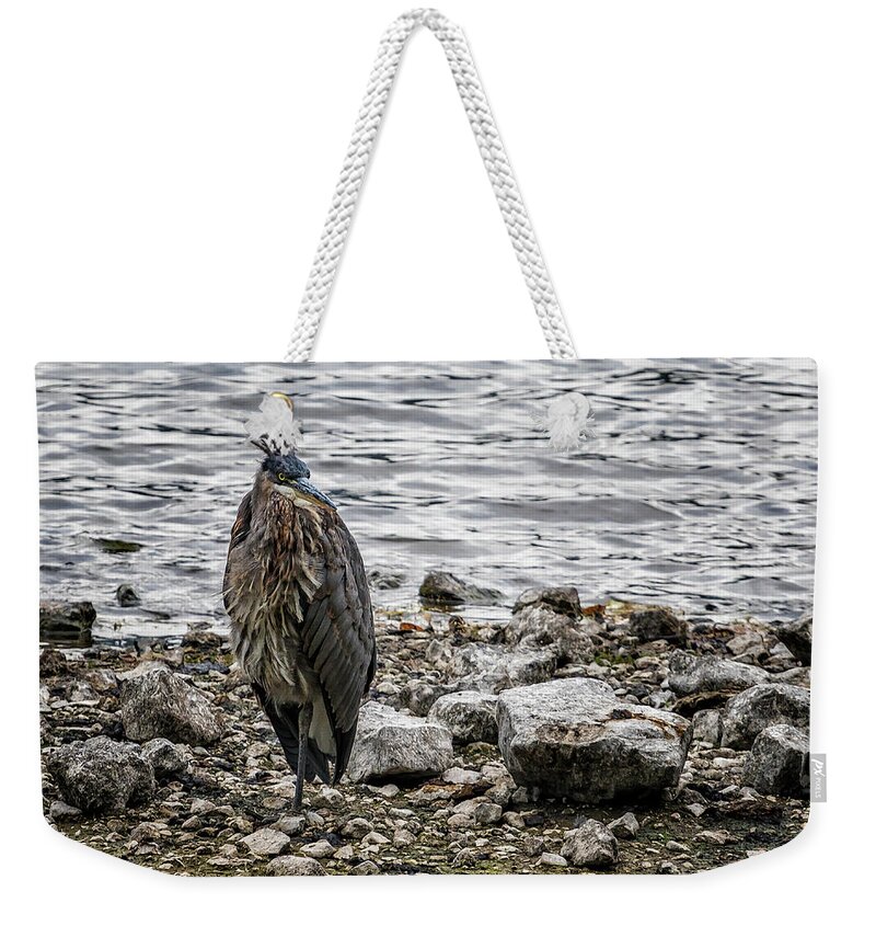Great Blue Heron Weekender Tote Bag featuring the photograph Great Blue Heron at Carmen Reservoir, No. 1 by Belinda Greb