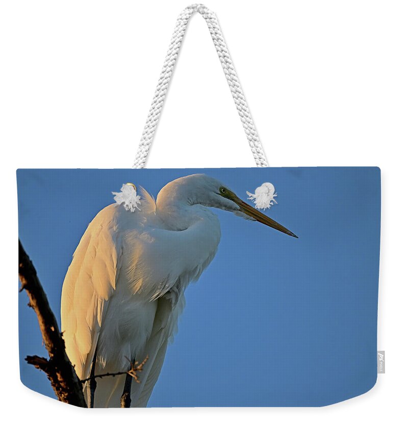 Ardea Alba Weekender Tote Bag featuring the photograph Great Egret - Ardea alba by Amazing Action Photo Video