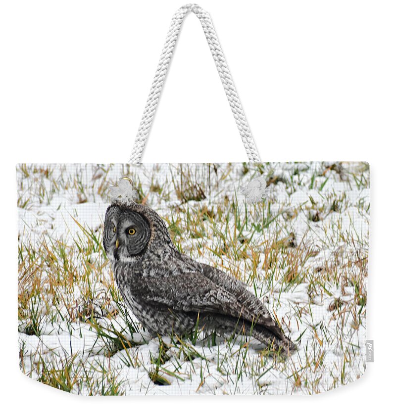 Great Gray Owl Weekender Tote Bag featuring the photograph Great Gray Owl in Snow by Dorrene BrownButterfield