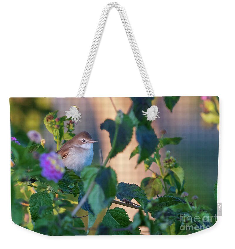 Nature Weekender Tote Bag featuring the photograph Greater Whitethroat Sylvia communis Costa Ballena by Pablo Avanzini