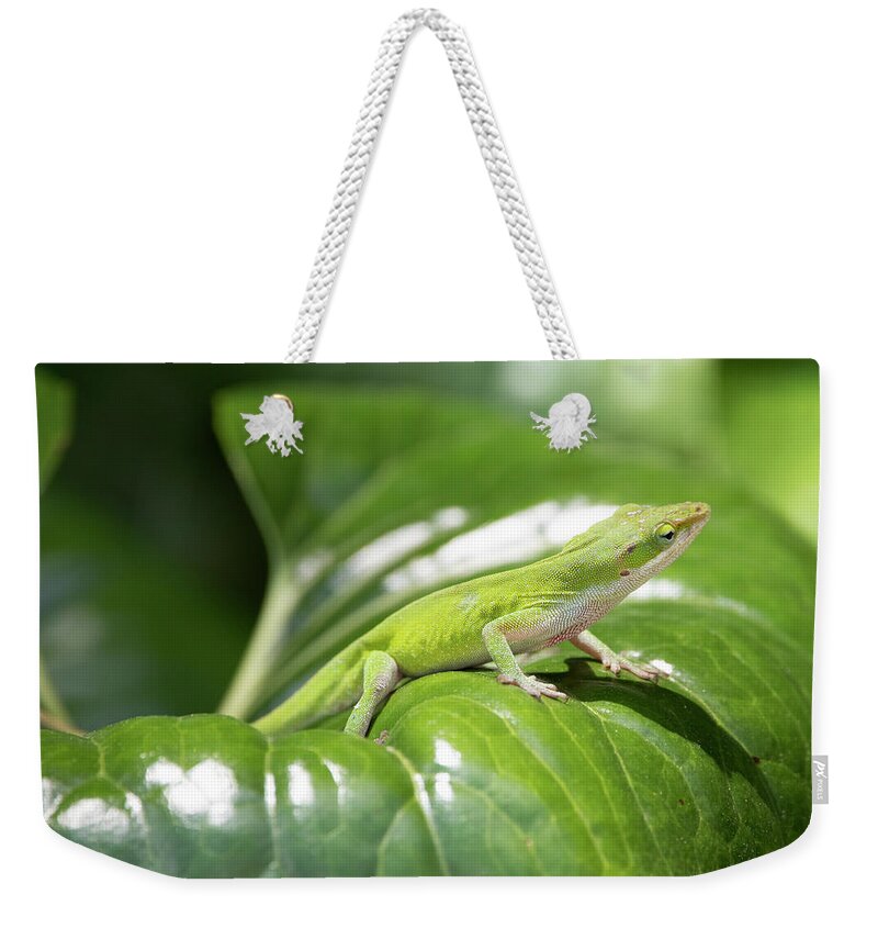 Nature Weekender Tote Bag featuring the photograph Green Anole by David Salter