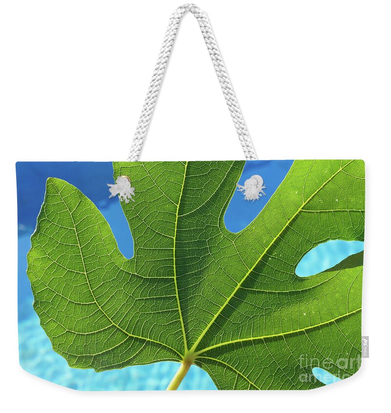 Fig Leaf Weekender Tote Bag featuring the photograph Green fig leaf and blue water by Adriana Mueller