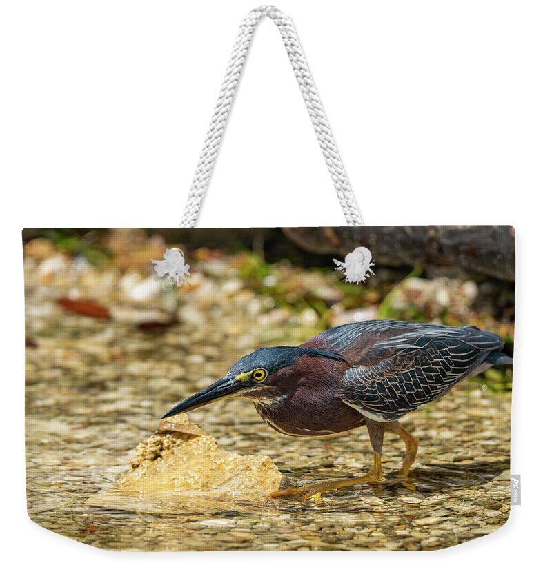 Camping Weekender Tote Bag featuring the photograph Green Heron by Todd Tucker