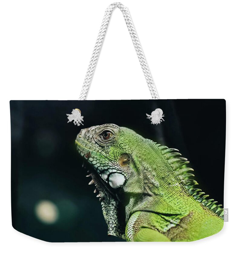 Green Iguana Portrait Weekender Tote Bag featuring the photograph Green Iguana Portrait by Sandi OReilly