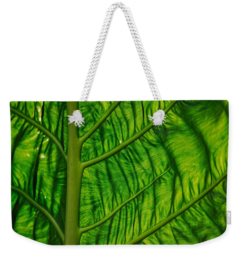 Nature Weekender Tote Bag featuring the photograph Green by Judy Cuddehe