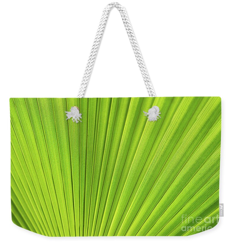 Palm Leaf Weekender Tote Bag featuring the photograph Green palm leaf and mediterranean sunlight by Adriana Mueller
