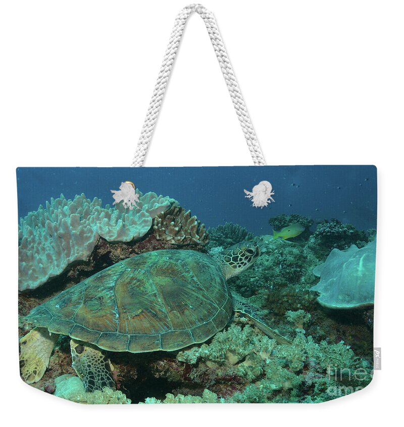 Turtle Weekender Tote Bag featuring the photograph Green Sea Turtle Resting On Coral Reef Garden In Watamu Marine Park Kenya With Diver's Bubbles In The Background by Nirav Shah