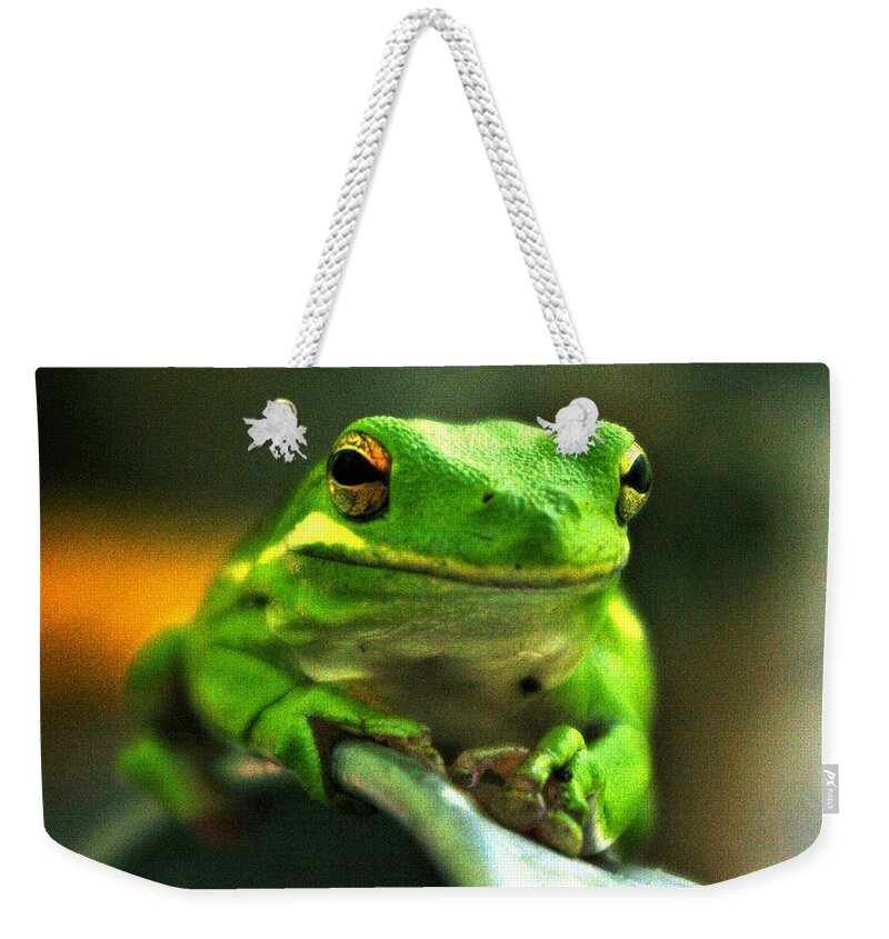 Frog Weekender Tote Bag featuring the photograph Green Tree Frog by Bess Carter