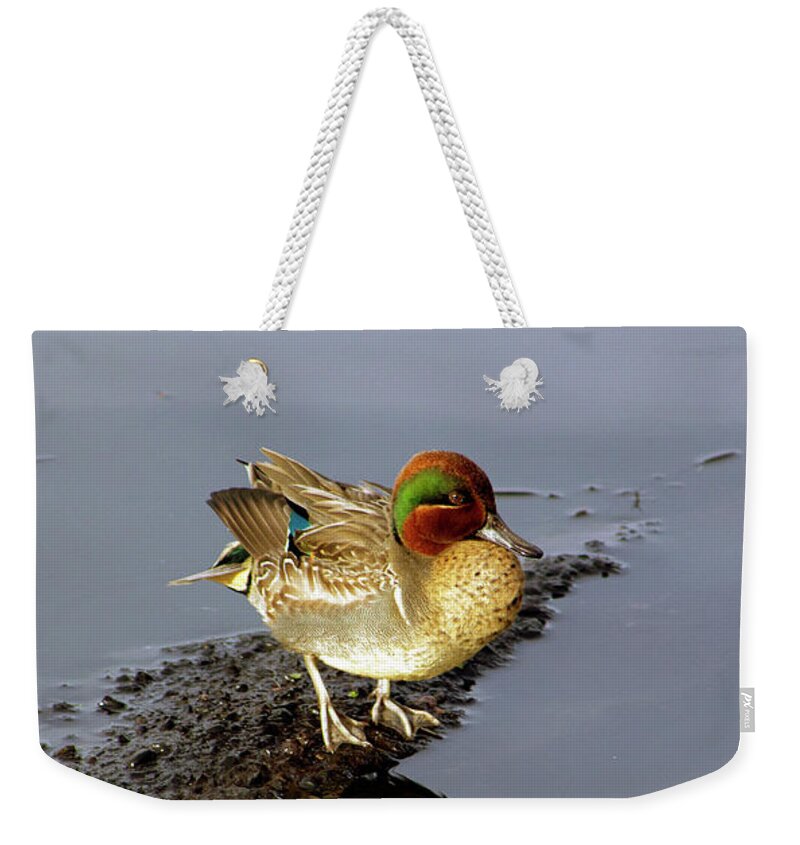 Green Wing Teal Weekender Tote Bag featuring the photograph Green Wing Teal on Lake Washington by Sea Change Vibes