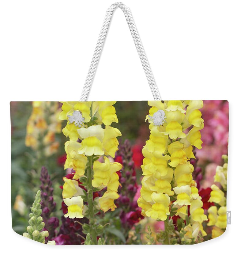 Snapdragons Weekender Tote Bag featuring the photograph Greeting the Day by Vanessa Thomas