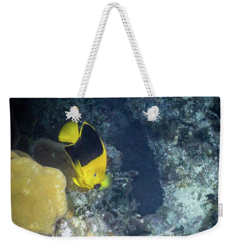 Animals Weekender Tote Bag featuring the photograph Greetings by Lynne Browne