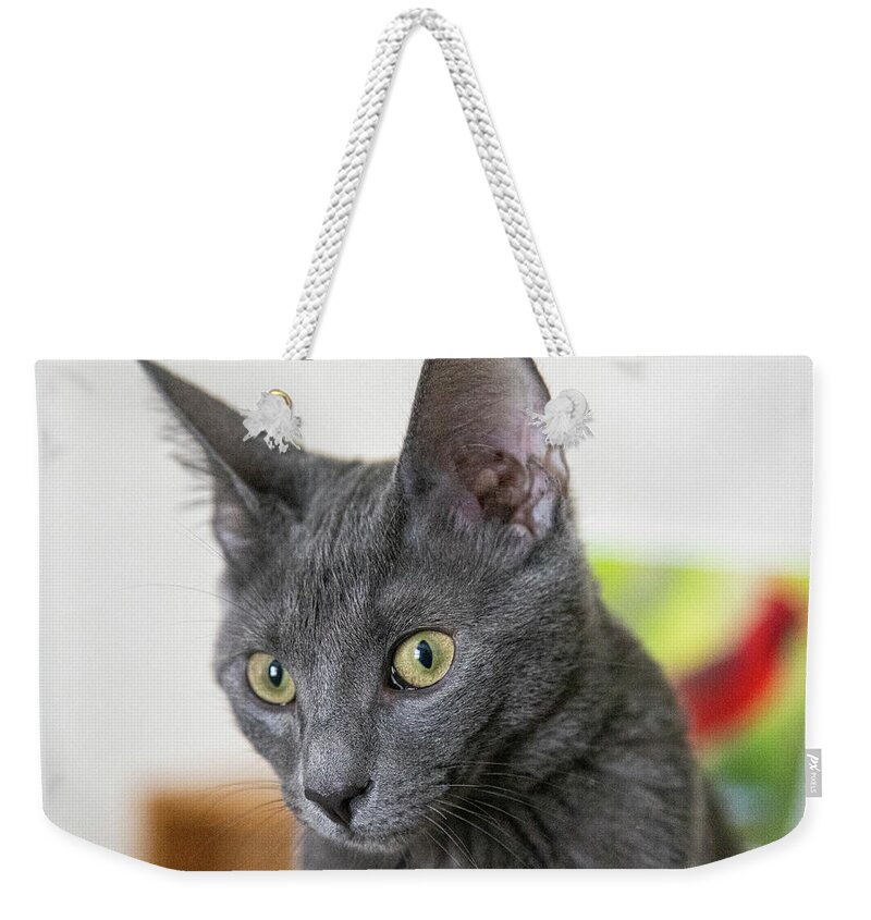 Cat Weekender Tote Bag featuring the photograph Grey Cat by Dart Humeston