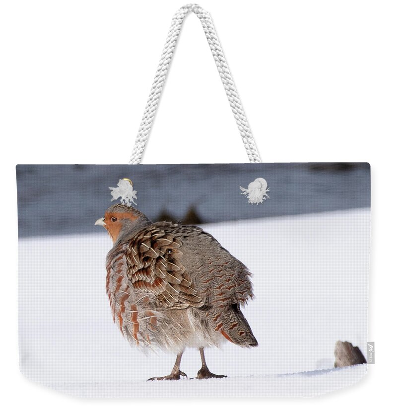 Bird Weekender Tote Bag featuring the photograph Grey Partridge on Henry's Fork by Dennis Hammer