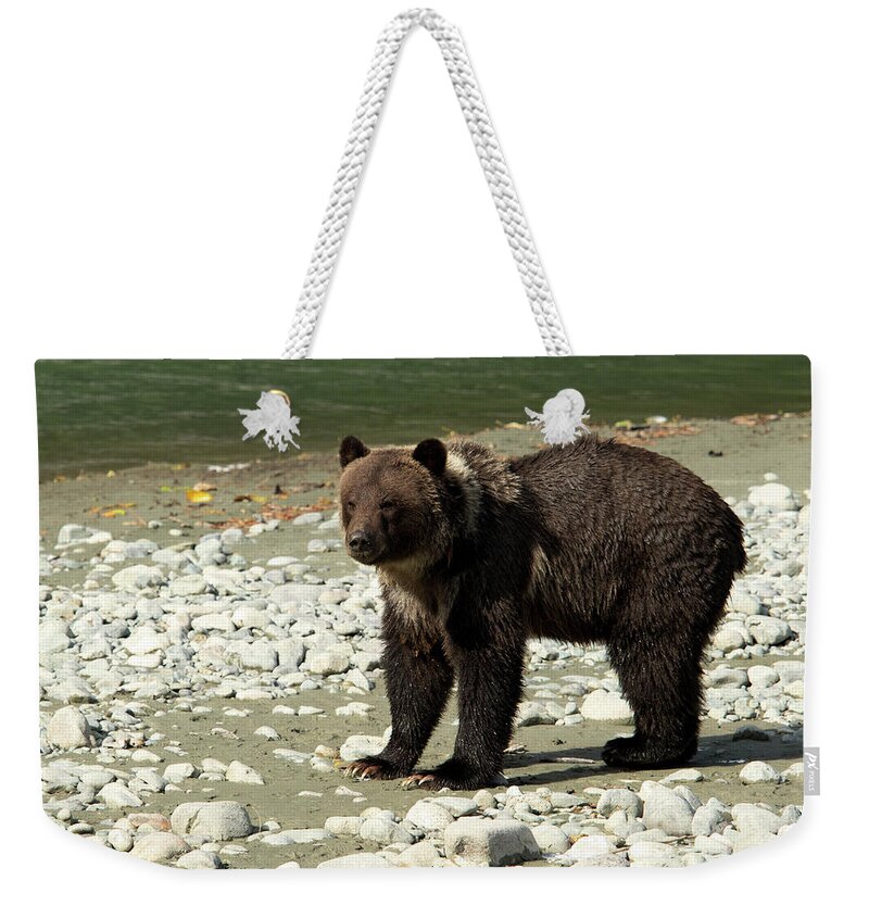 Grizzly Weekender Tote Bag featuring the photograph Grizz by Shari Sommerfeld