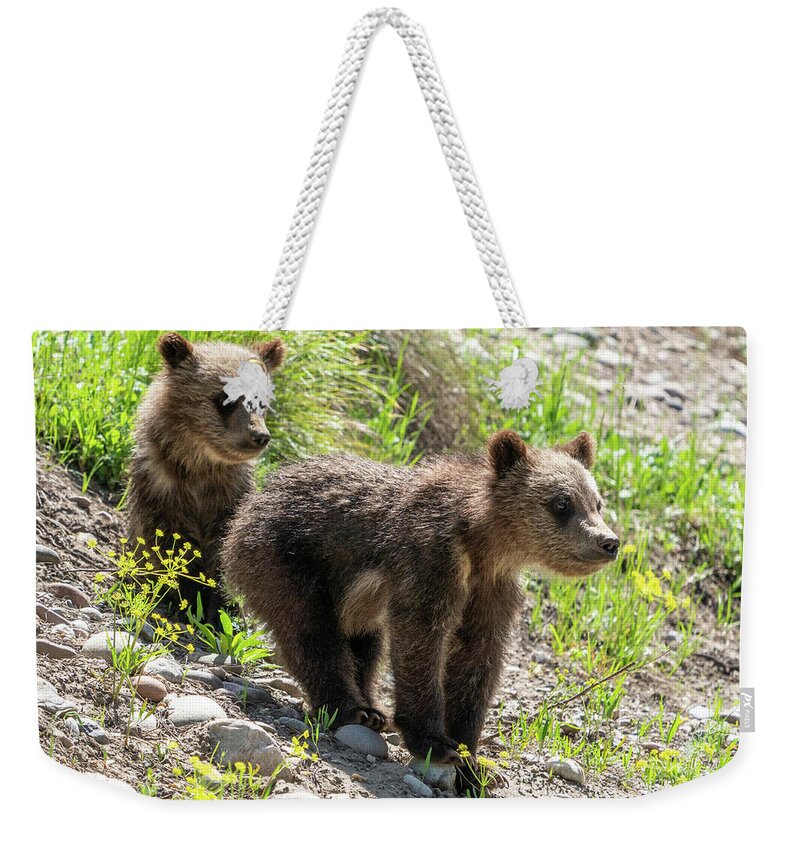 Grizzly Weekender Tote Bag featuring the photograph Grizzly Bear Cubs by Wesley Aston