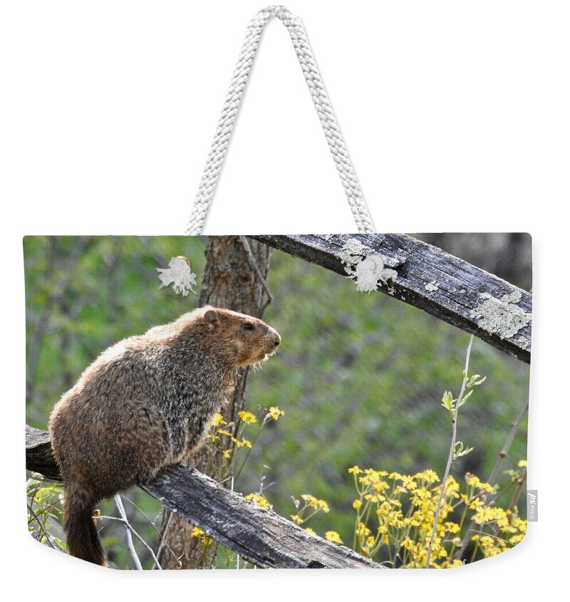 Groundhog Day Weekender Tote Bag featuring the photograph Groundhog Day by Kathy Chism