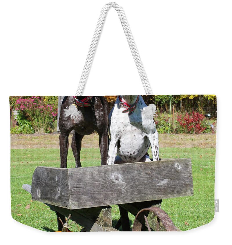Gsp Weekender Tote Bag featuring the photograph GSP Fall Portrait by Brook Burling