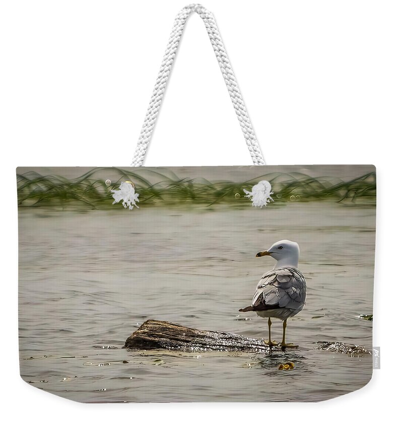 Bird Weekender Tote Bag featuring the photograph Gull Standing on Floating Log by Patti Deters