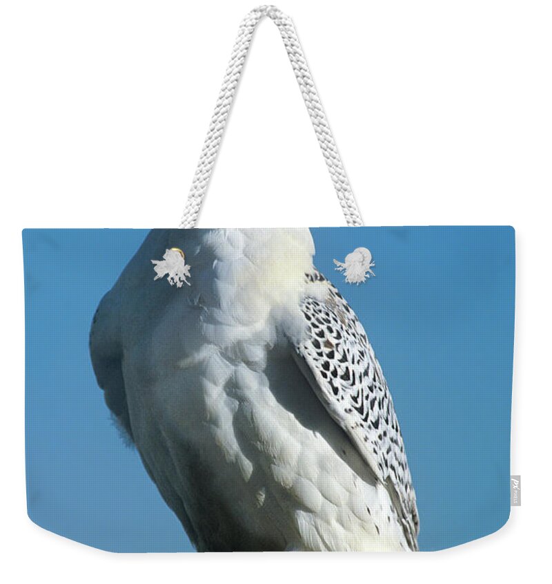 Dave Welling Weekender Tote Bag featuring the photograph Gyrfalcon Falco Rusticolis Portrait by Dave Welling