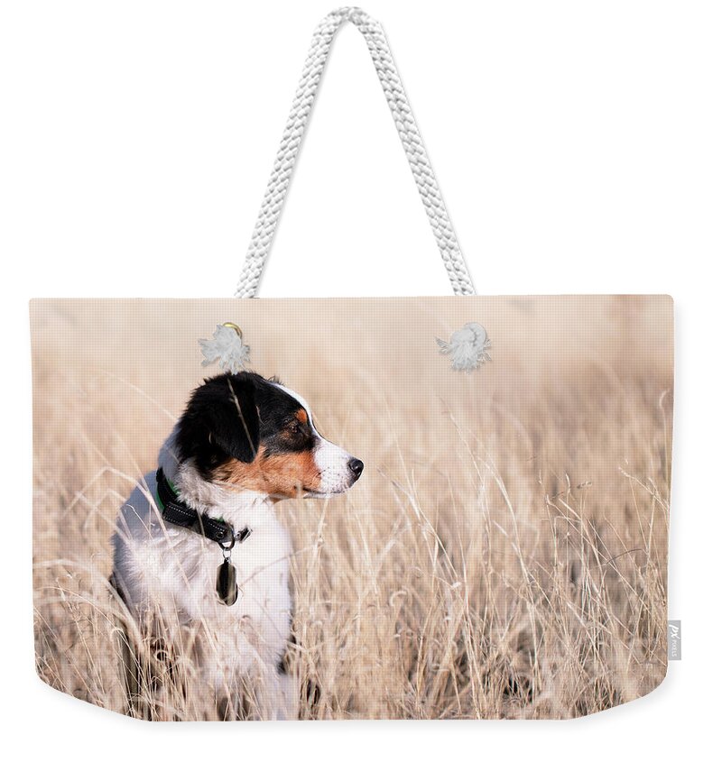 Australian Shepherd Weekender Tote Bag featuring the photograph Handsome Sheldon by Marlo Horne