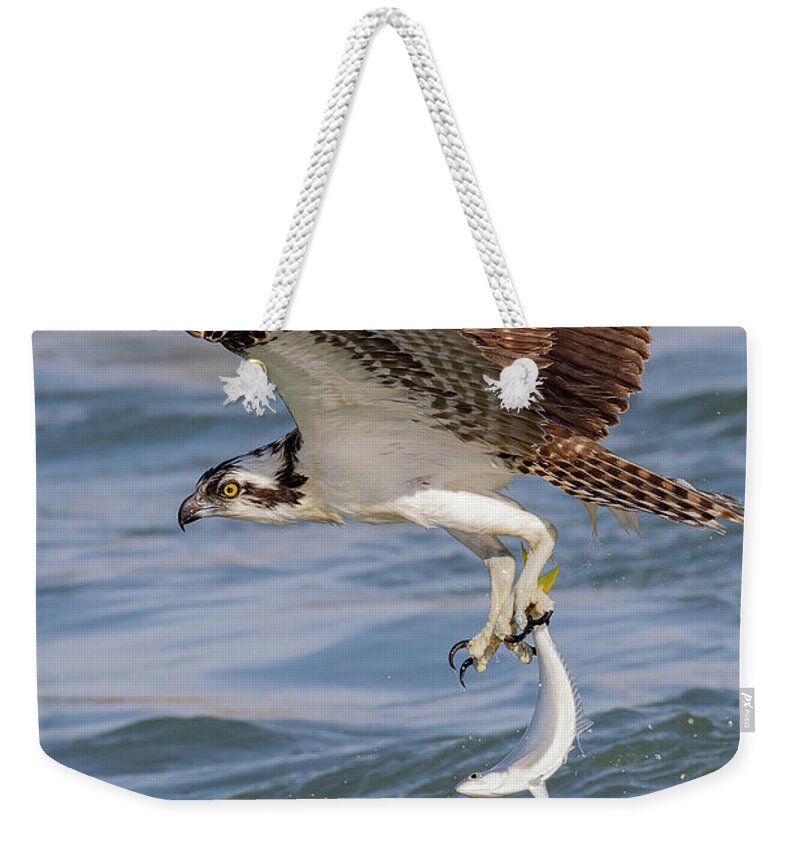 Osprey Weekender Tote Bag featuring the photograph Hangin' by One by RD Allen