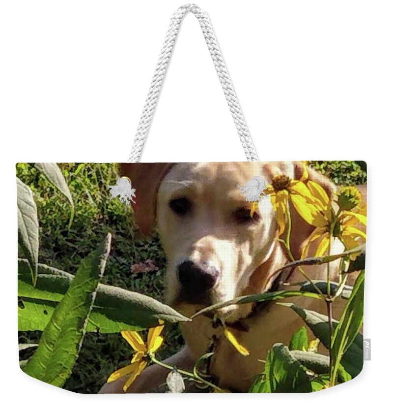 Yellow Lab Weekender Tote Bag featuring the photograph Hanging with the Maxamillians by Kim Galluzzo Wozniak