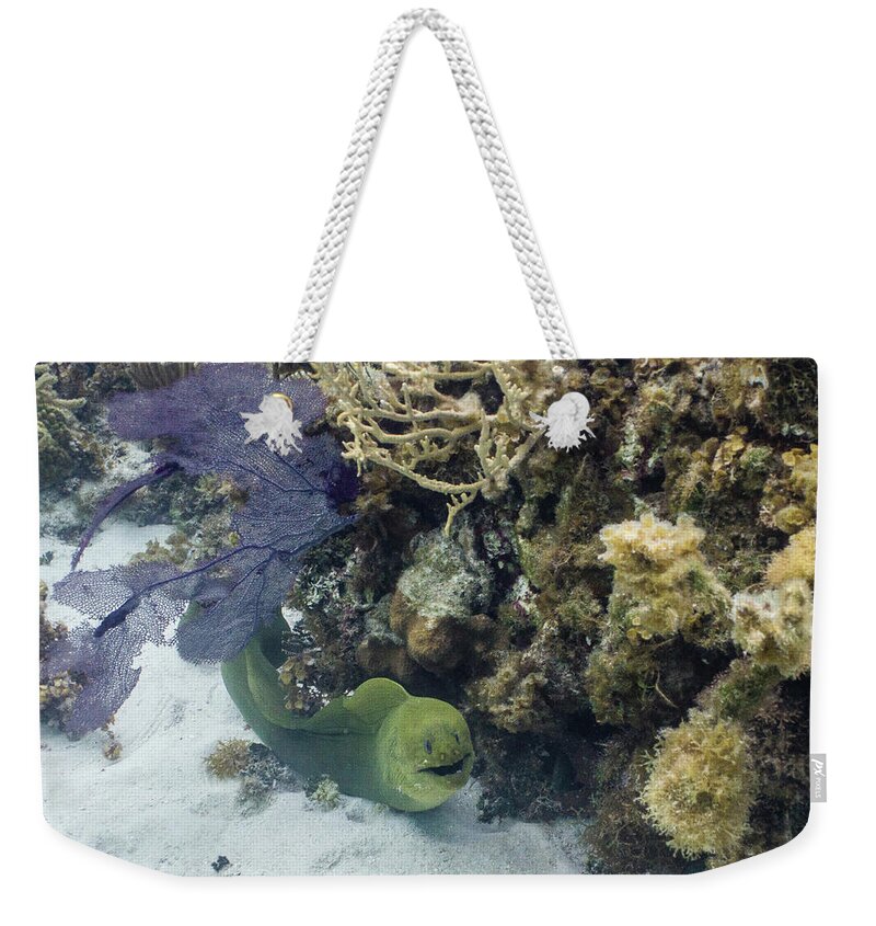 Animals Weekender Tote Bag featuring the photograph Happy to Meet You by Lynne Browne
