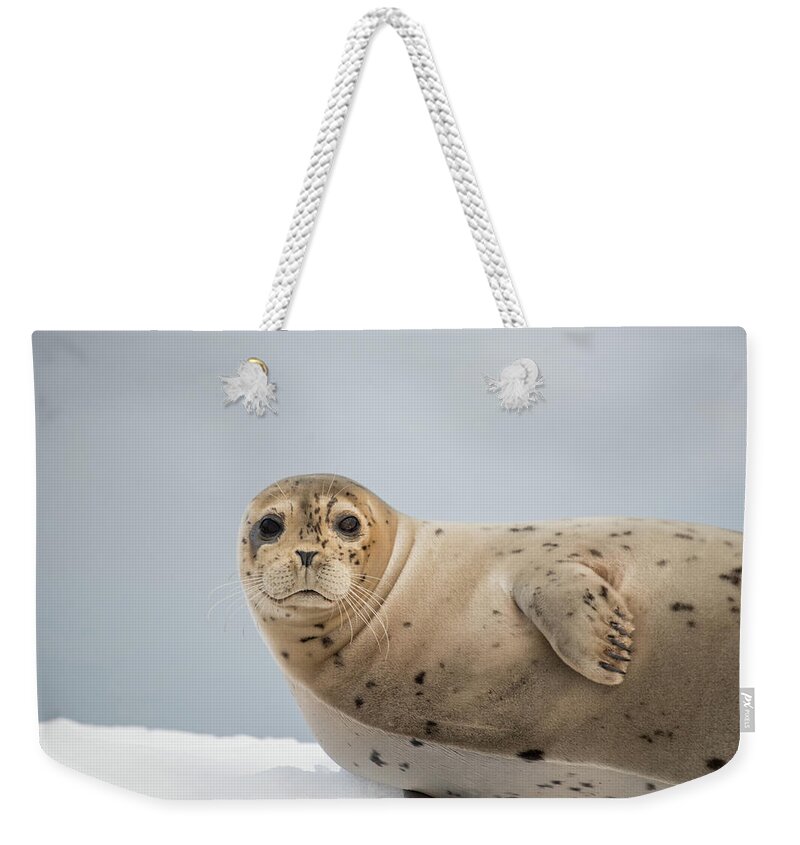 Seal Weekender Tote Bag featuring the photograph Harbor Seal by David Kirby