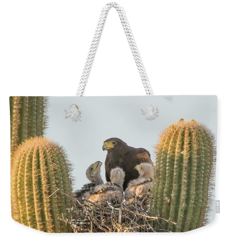 Harris Hawks Weekender Tote Bag featuring the photograph Harris Hawk Adult and Chicks 7955-050922-3 by Tam Ryan