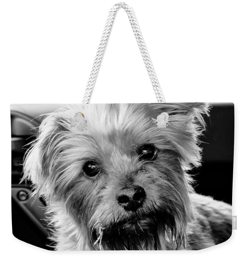 Black And White Weekender Tote Bag featuring the photograph Harry by Kate Hannon
