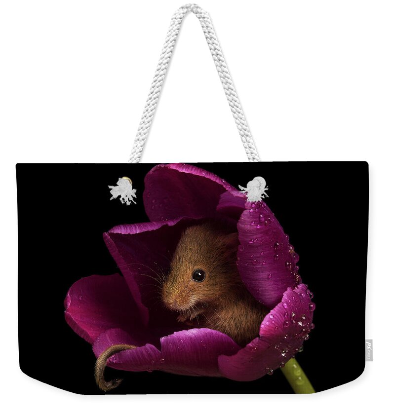 Harvest Weekender Tote Bag featuring the photograph Harvest Mouse-3428 by Miles Herbert