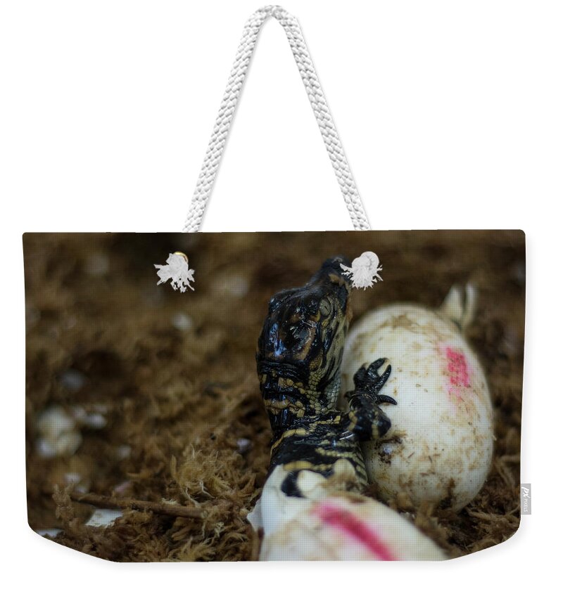 Alligator Weekender Tote Bag featuring the photograph Hatchling Alligator by Carolyn Hutchins