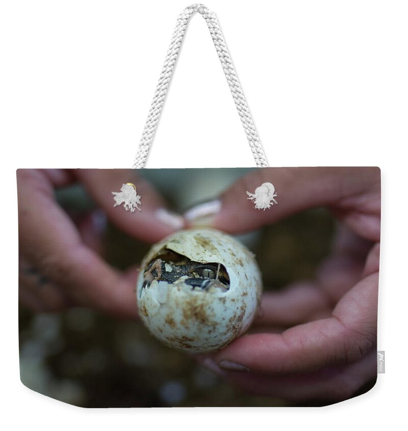 Hatchling Weekender Tote Bag featuring the photograph Hatchling Alligator First Glimpse by Carolyn Hutchins