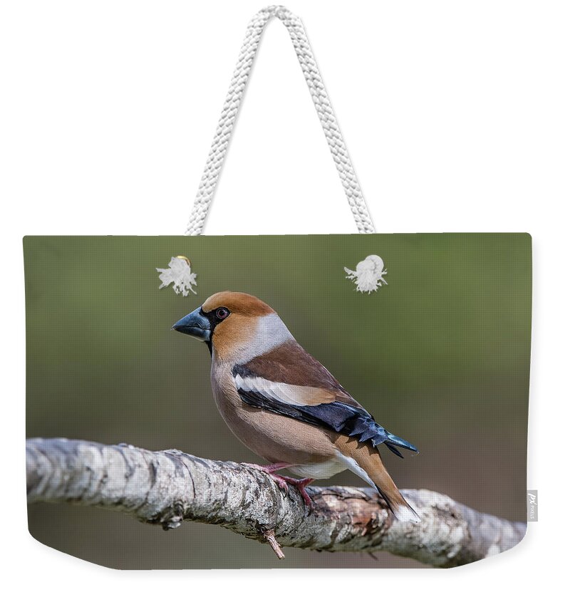 Hawfinch Perching Weekender Tote Bag featuring the photograph Hawfinch perching on the oak branch by Torbjorn Swenelius