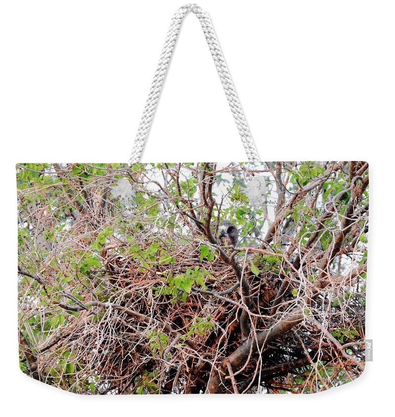 Hawk Weekender Tote Bag featuring the photograph Hawk In Nest by Amanda R Wright