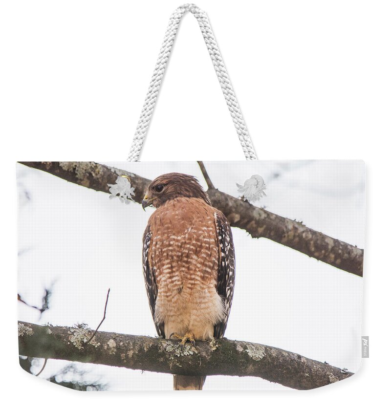 Hawk Weekender Tote Bag featuring the photograph Hawk by Mary Ann Artz