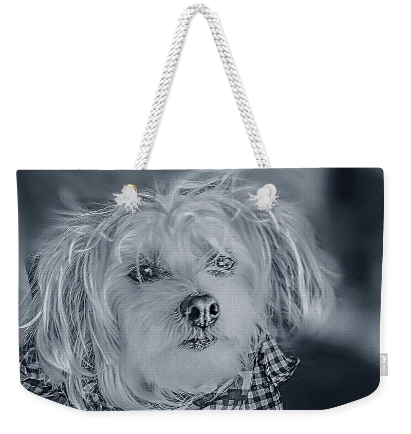 Art Weekender Tote Bag featuring the photograph Heichel The Disheveled 4 by Miss Pet Sitter