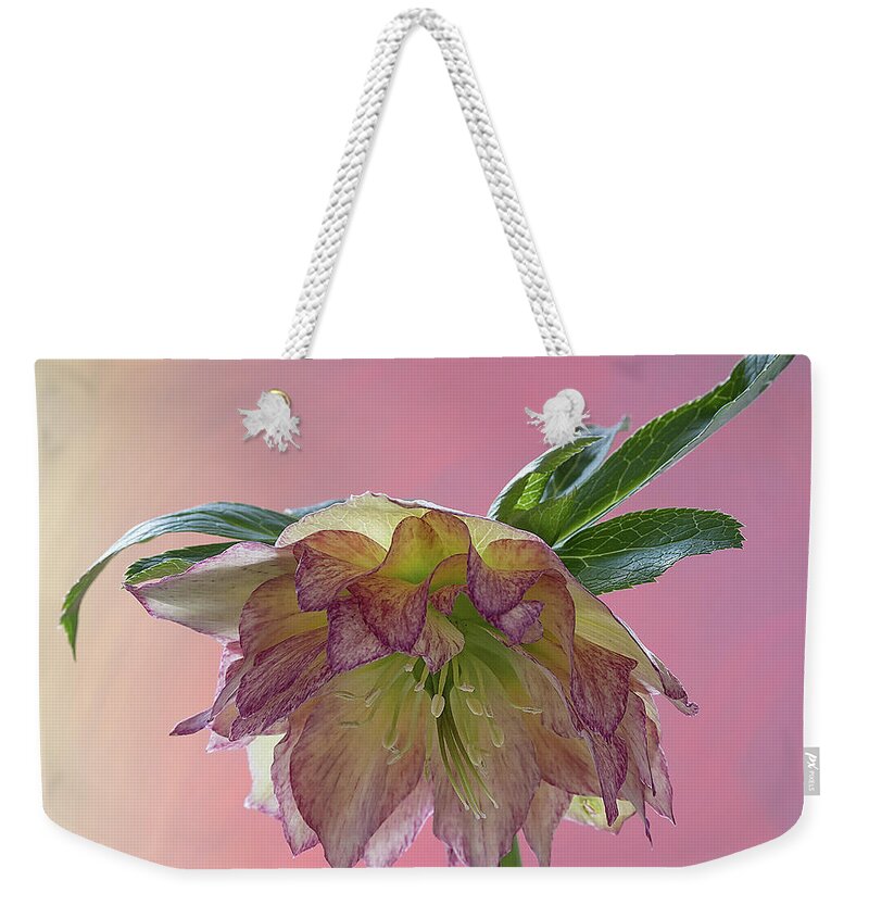 Floral Weekender Tote Bag featuring the photograph Hellebores 2 by Shirley Mitchell