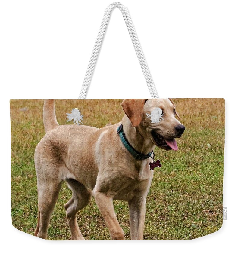 Dog Weekender Tote Bag featuring the photograph Hello by John Linnemeyer