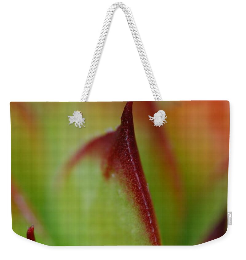 Hens And Chicks Weekender Tote Bag featuring the photograph Hens And Chicks #9 by Stephanie Gambini