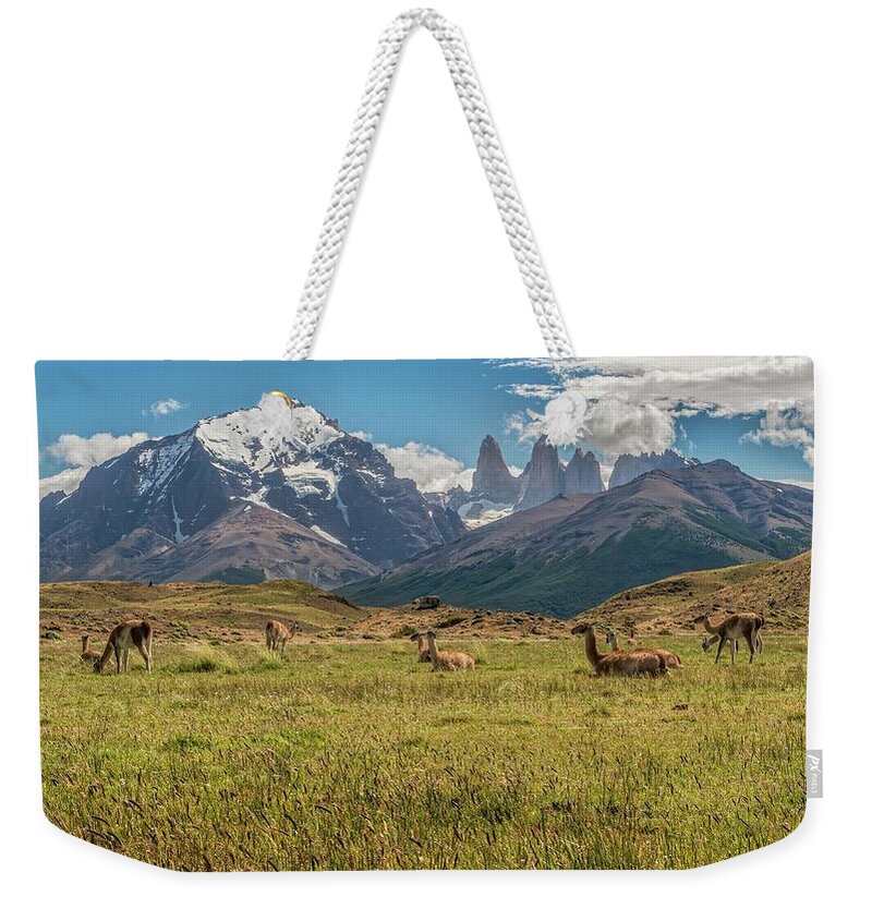 Andes Weekender Tote Bag featuring the photograph Herd of Guanacos grazing and resting in the foothills of Torres by Henri Leduc