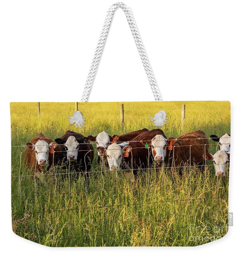 Agricultural Weekender Tote Bag featuring the photograph Hereford Calves at the Fence by Eleanor Abramson