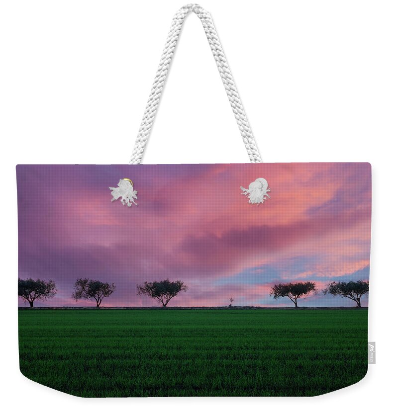 Trees Weekender Tote Bag featuring the photograph Hey little tree by Alexios Ntounas