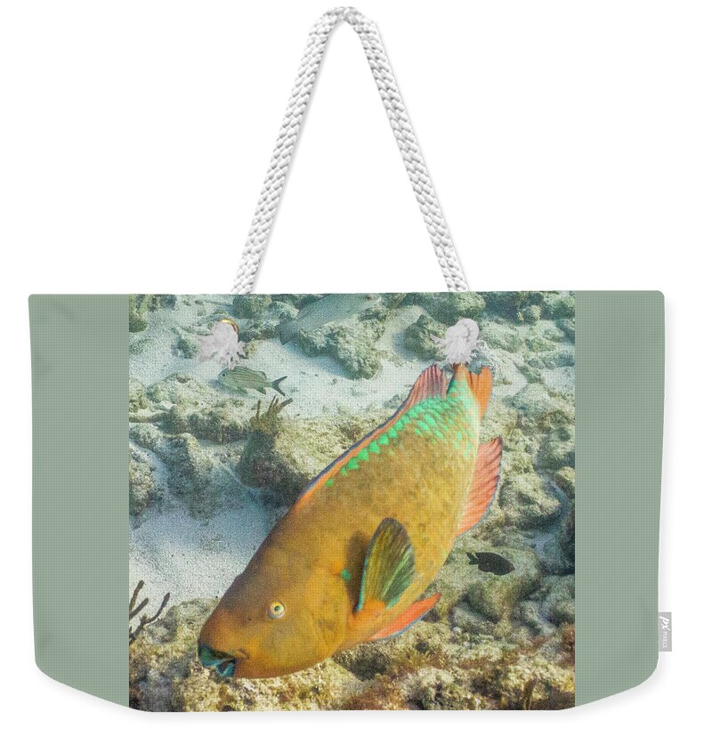Animals Weekender Tote Bag featuring the photograph Hi by Lynne Browne
