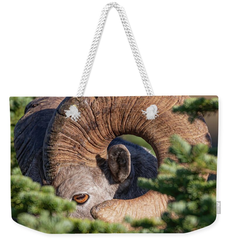 Ram Weekender Tote Bag featuring the photograph Hiding in the Pines by Mark Harrington