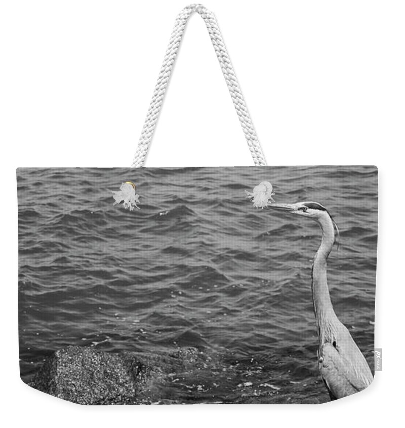 Ardea Herodias Avian Bird Black And White Image Day Egret Florida Great Blue Heron Gulf Of Mexico Heron High Angle View Horizontal Nobody North America One Animal Outdoors Panoramic Perching Photography Rippled Rock Sea Usa Water Water Bird Animal Themes Animals In The Wild Wildlife Weekender Tote Bag featuring the photograph High angle view of a Great Blue heron, Ardea herodias, perching on a rock, Gulf Of Mexico, Florida by Panoramic Images