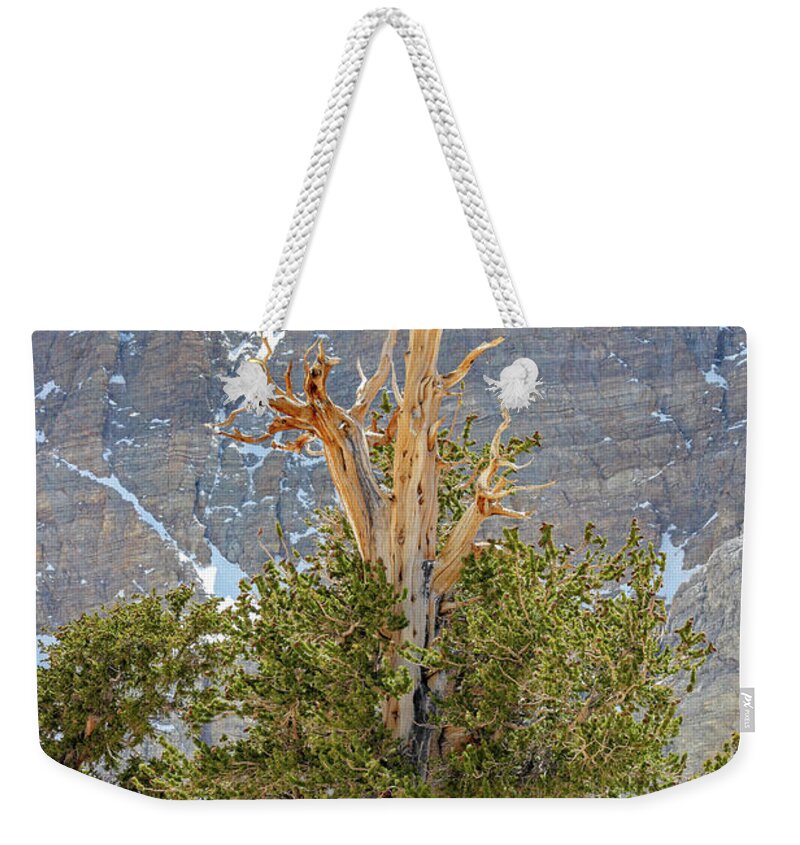 Nevada Weekender Tote Bag featuring the photograph High Elevation Perseverance - Great Basin National Park by Brett Pelletier