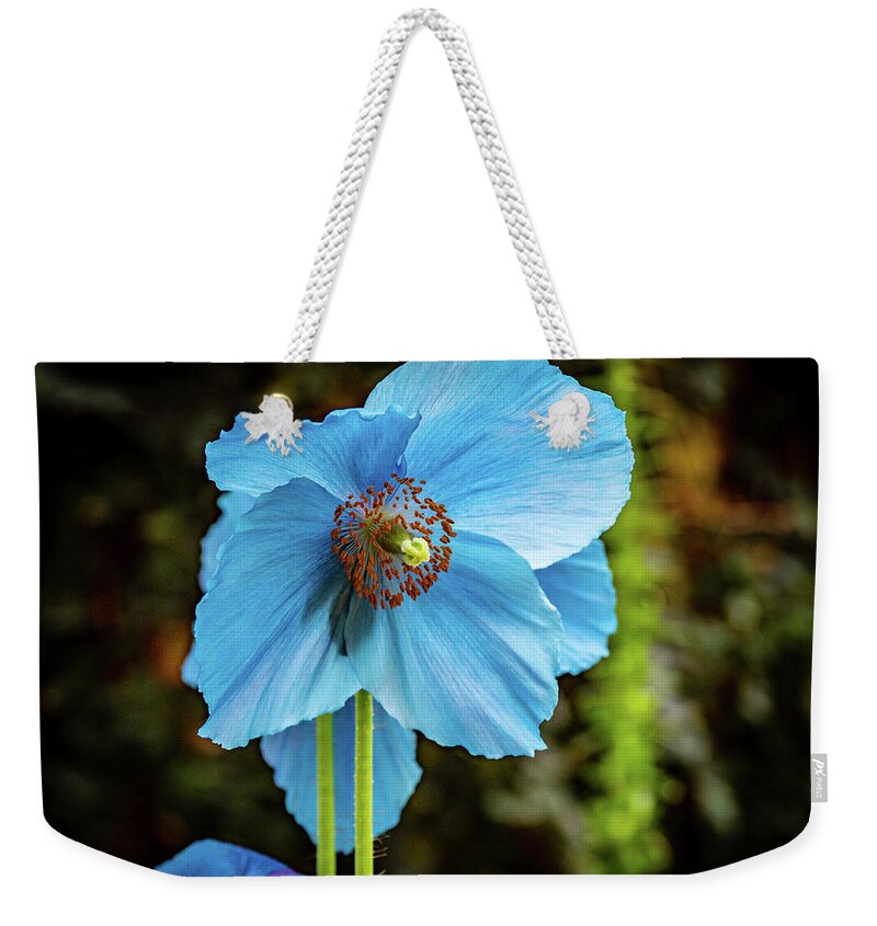 Blue Weekender Tote Bag featuring the photograph Himalayan Blue Poppy by Louis Dallara